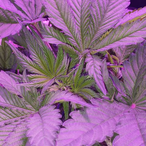 3RH #1 growlog timeline photo