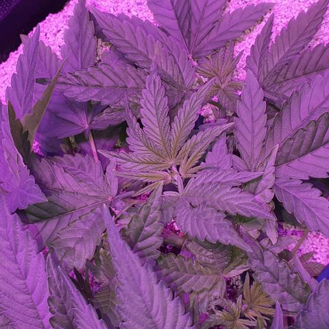 3RH #1 growlog timeline photo