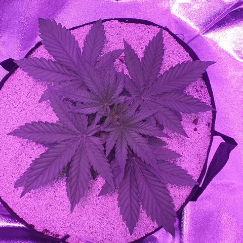 3RH #2 growlog timeline photo