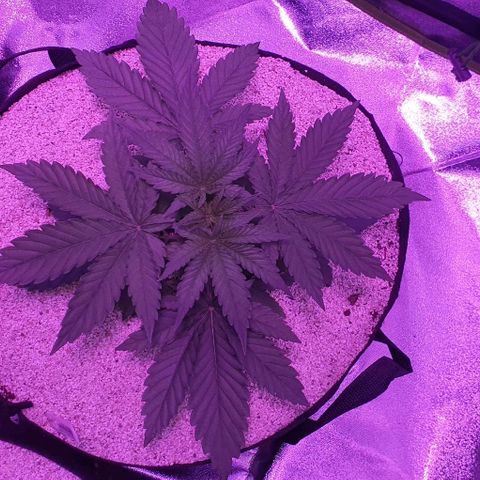 3RH #2 growlog timeline photo