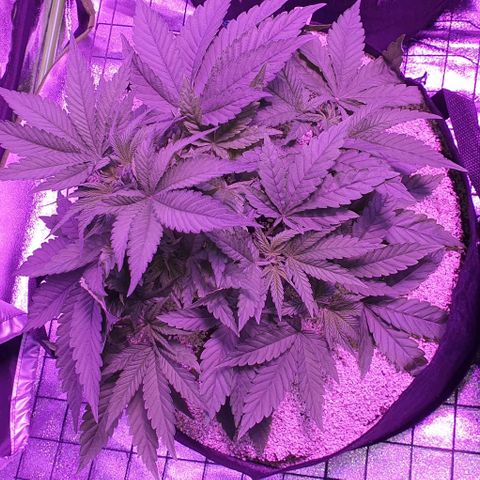 3RH #1 growlog timeline photo