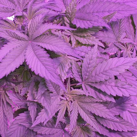 3RH #1 growlog timeline photo