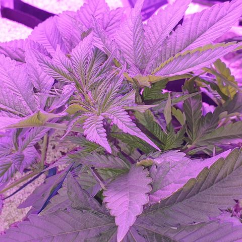 3RH #1 growlog timeline photo