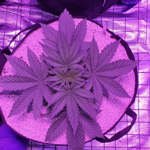 3RH #2 growlog timeline photo