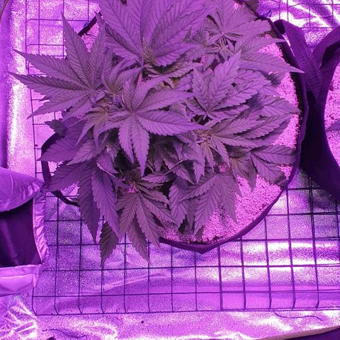 3RH #1 growlog timeline photo