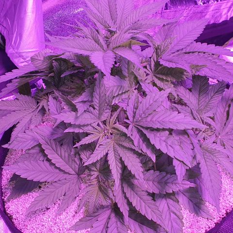 3RH #1 growlog timeline photo