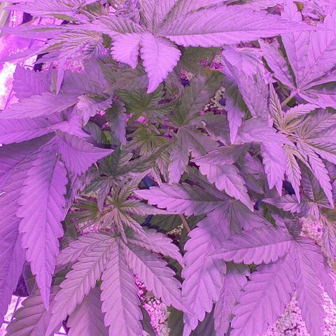 3RH #1 growlog timeline photo