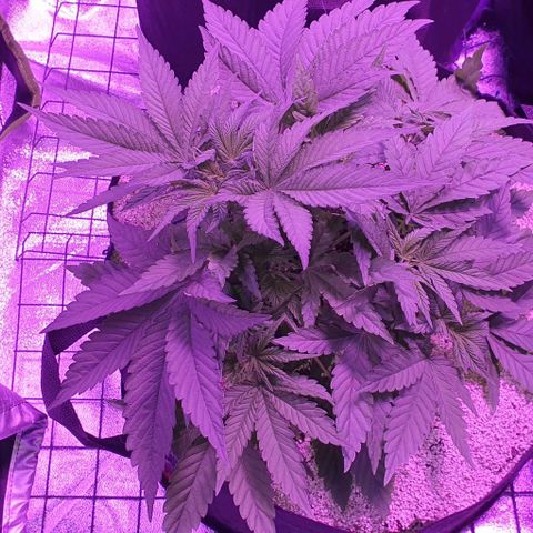 3RH #1 growlog timeline photo