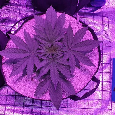 3RH #2 growlog timeline photo