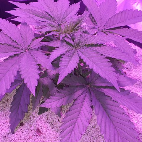 3RH #2 growlog timeline photo
