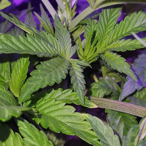 3RH #1 growlog timeline photo