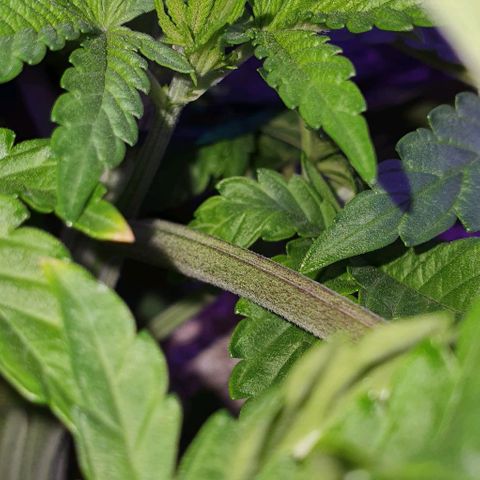 3RH #1 growlog timeline photo