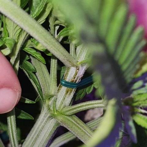 3RH #1 growlog timeline photo