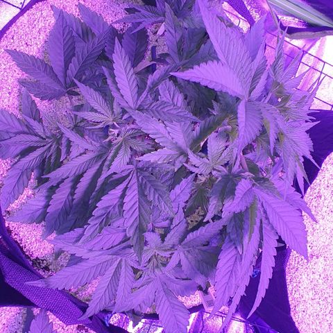 3RH #1 growlog timeline photo