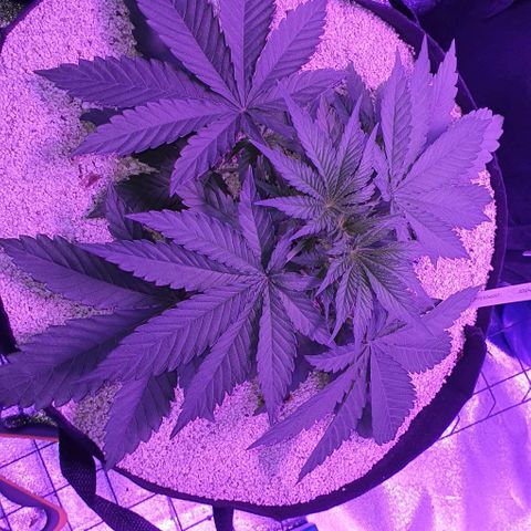 3RH #2 growlog timeline photo
