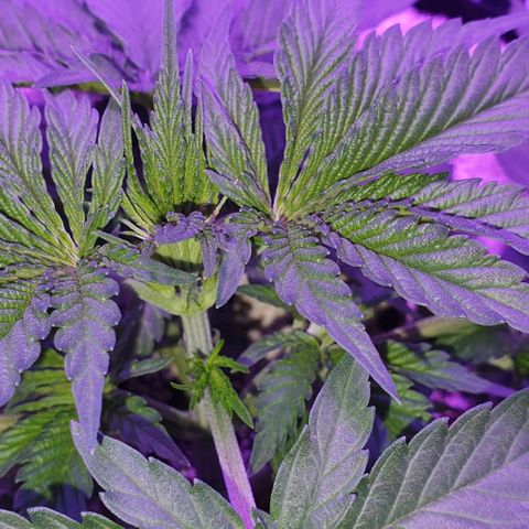 3RH #2 growlog timeline photo