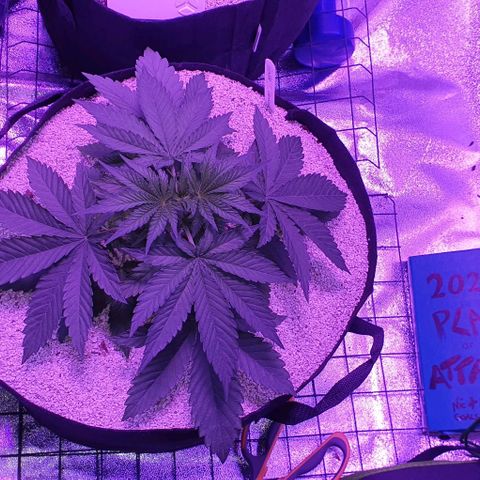 3RH #2 growlog timeline photo