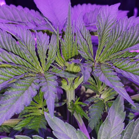 3RH #2 growlog timeline photo