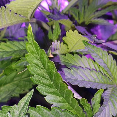 3RH #2 growlog timeline photo