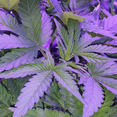 3RH #1 growlog timeline photo