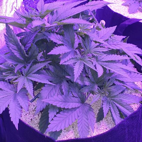 3RH #1 growlog timeline photo