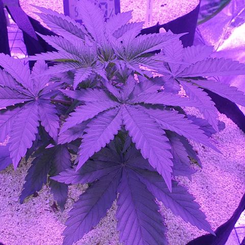3RH #2 growlog timeline photo