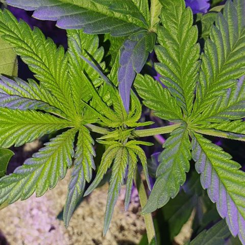 3RH #2 growlog timeline photo