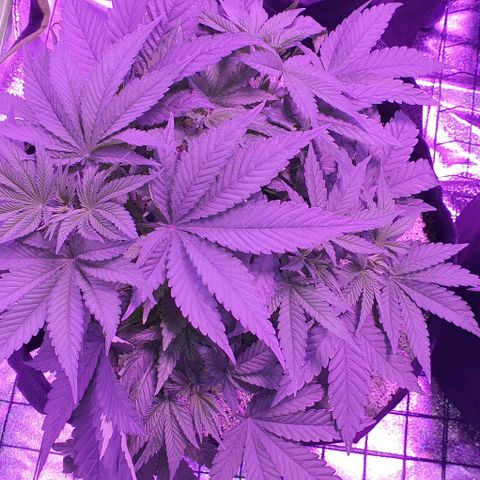 3RH #1 growlog timeline photo