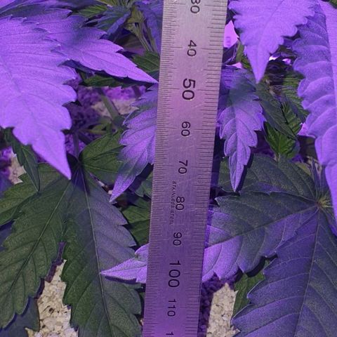 3RH #2 growlog timeline photo