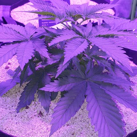 3RH #2 growlog timeline photo