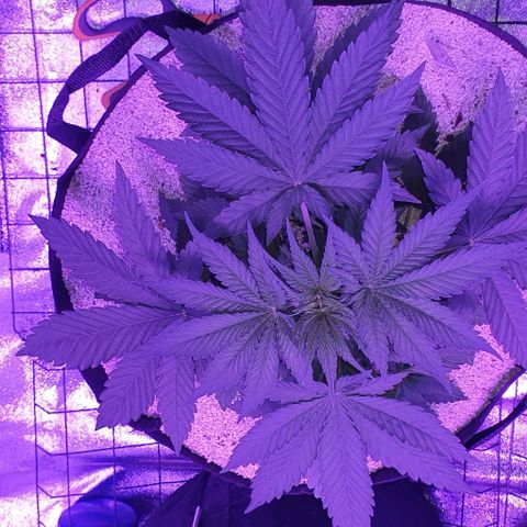 3RH #2 growlog timeline photo