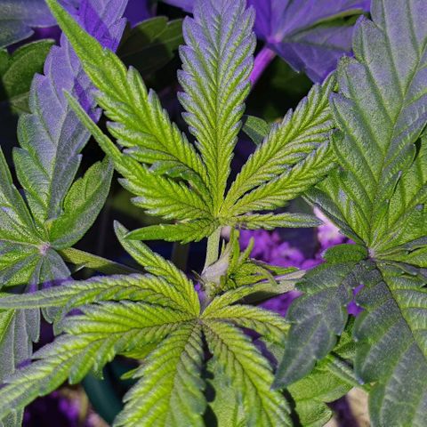 3RH #1 growlog timeline photo