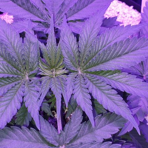 3RH #2 growlog timeline photo