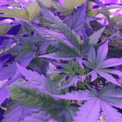 3RH #1 growlog timeline photo