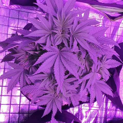 3RH #1 growlog timeline photo