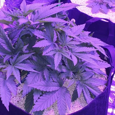 3RH #1 growlog timeline photo