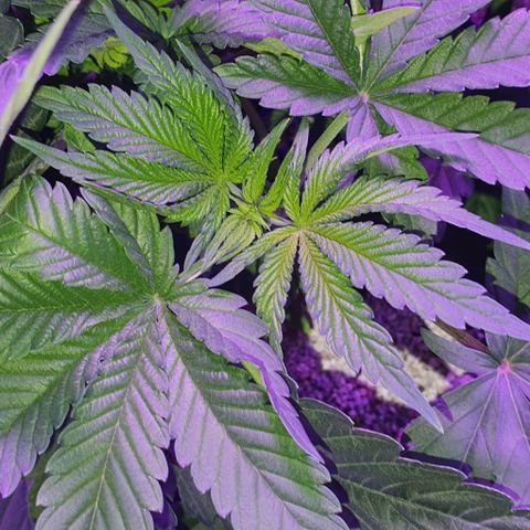 3RH #1 growlog timeline photo