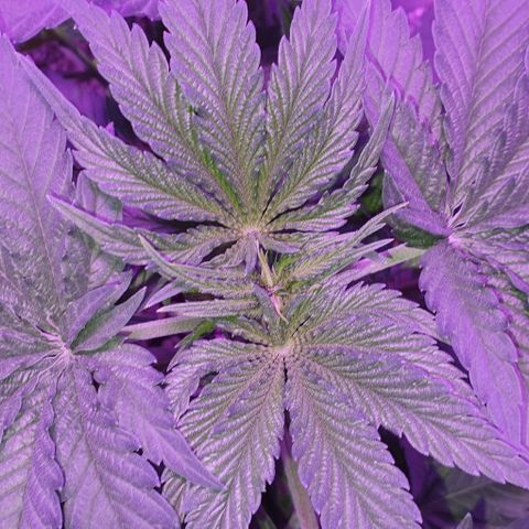 3RH #2 growlog timeline photo