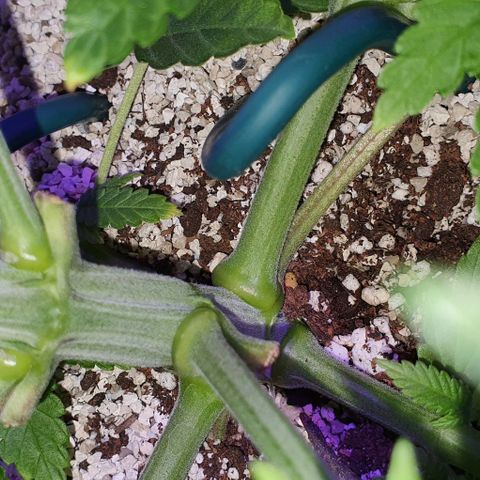 3RH #1 growlog timeline photo