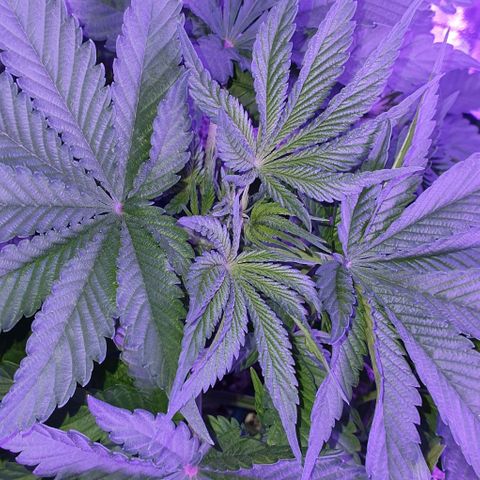 3RH #1 growlog timeline photo