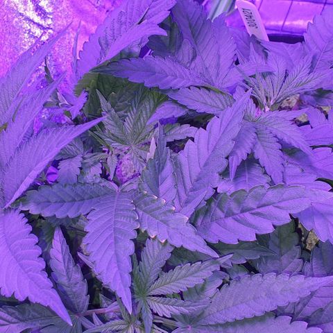 3RH #1 growlog timeline photo