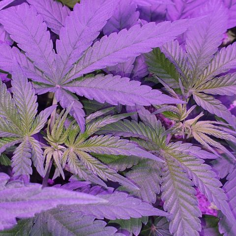 3RH #1 growlog timeline photo