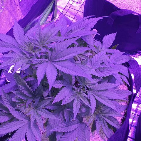 3RH #1 growlog timeline photo
