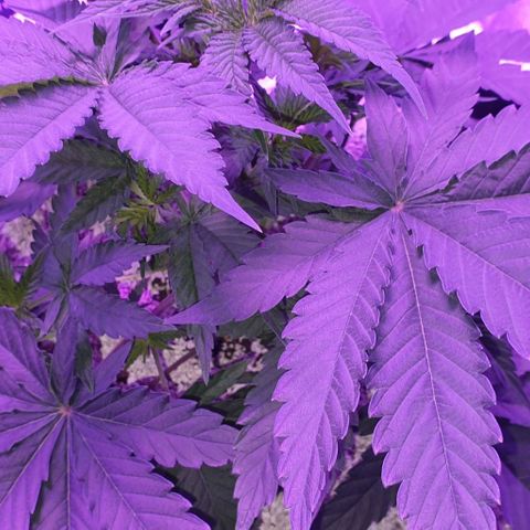 3RH #2 growlog timeline photo