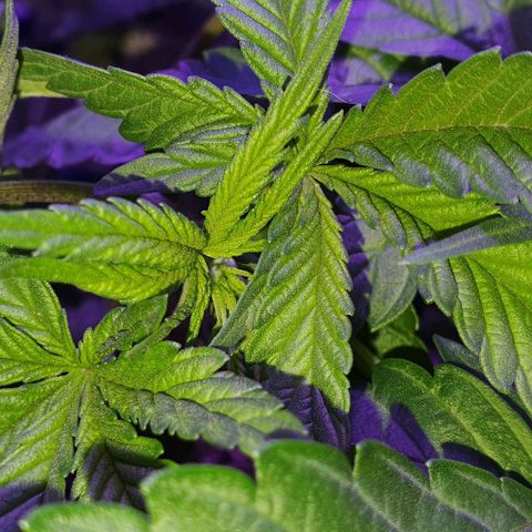 3RH #1 growlog timeline photo