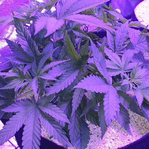 3RH #1 growlog timeline photo