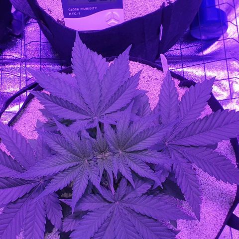 3RH #2 growlog timeline photo