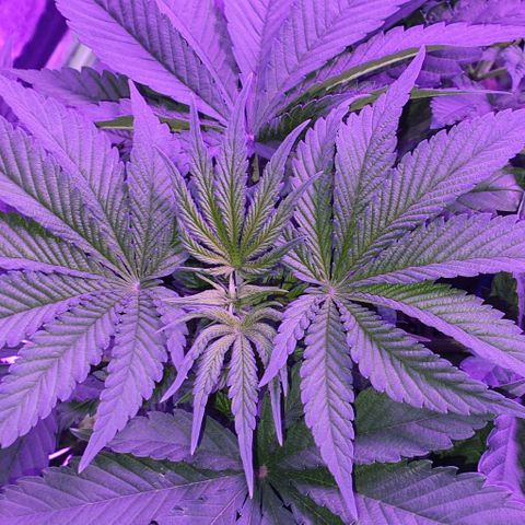 3RH #1 growlog timeline photo