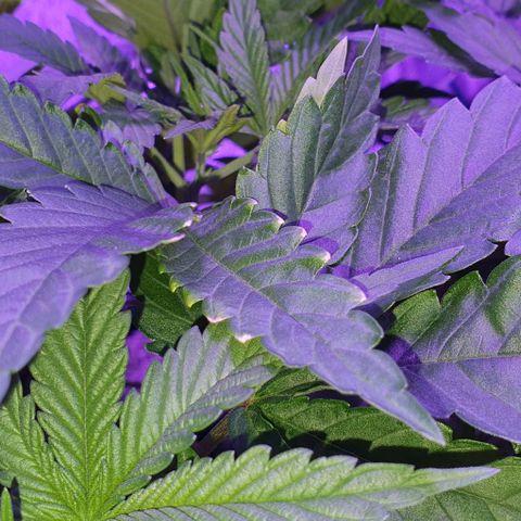 3RH #1 growlog timeline photo