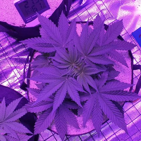 3RH #2 growlog timeline photo